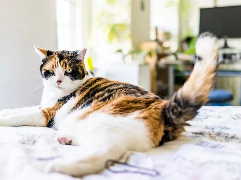 Dlaczego kot uderza ogonem o podłogę?