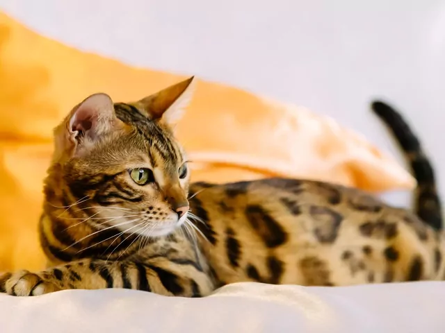 Dlaczego kot uderza ogonem o podłogę?