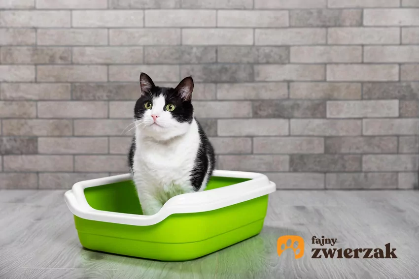 Gdzie ustawić kuwetę?