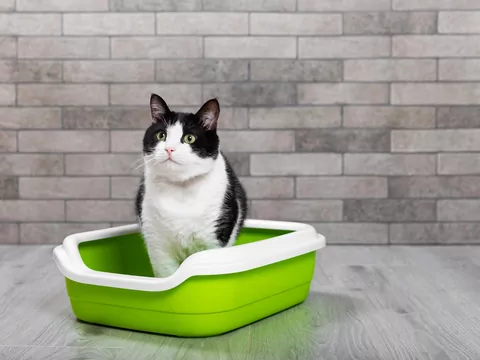 Gdzie ustawić kuwetę?