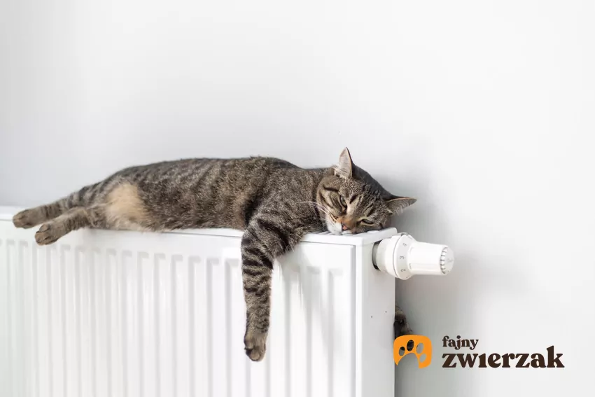 Koty to mistrzowie w oszczędzaniu sił – potrafią przespać nawet 18 godzin dziennie, w zależności od wieku Kot leży na kaloryferze