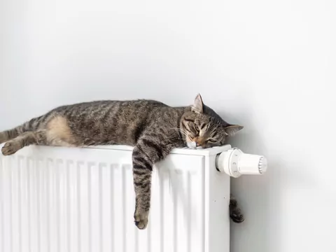 Kot drzemie na routerze Wi-Fi