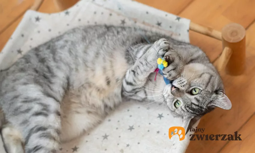 Na koniec zabawy laserem kot powinien móc coś konkretnego złapać Kot bawi się wędką