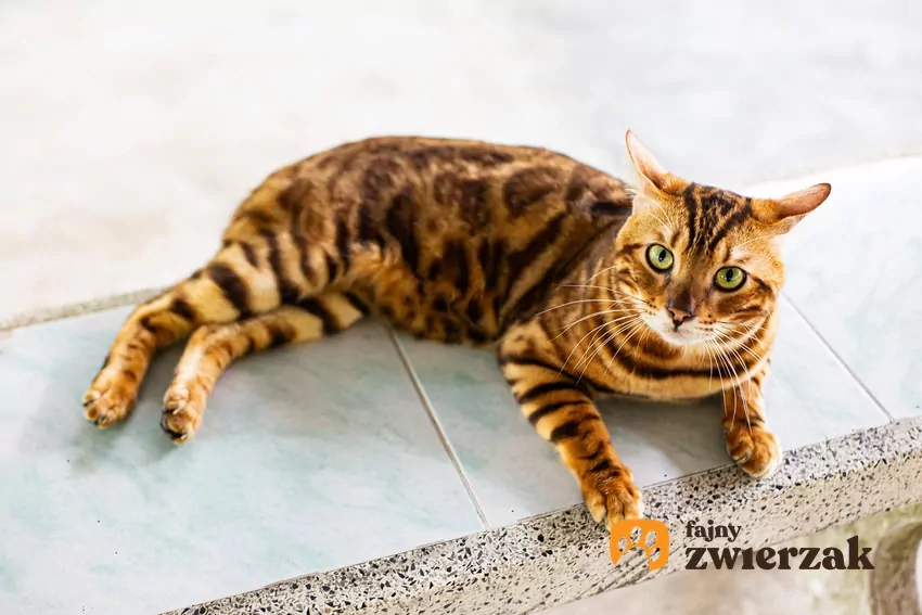 Niektóre rasy kotów mają mniejszą potrzebę bliskości Bengal