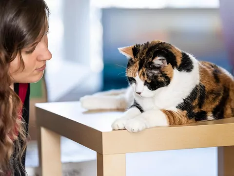 Kot nie chce siadać na kolanach