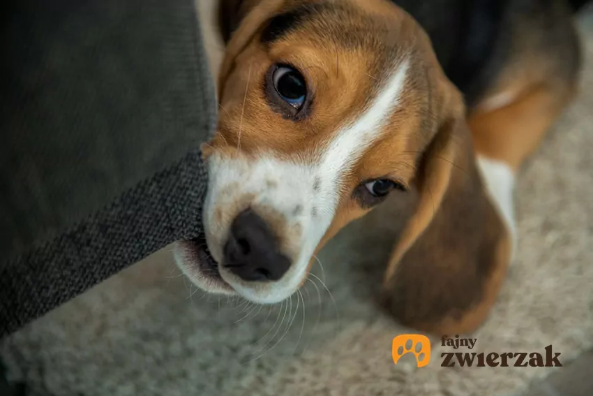 Pies może lizać meble z wielu powodów Młody beagle podgryza róg kanapy