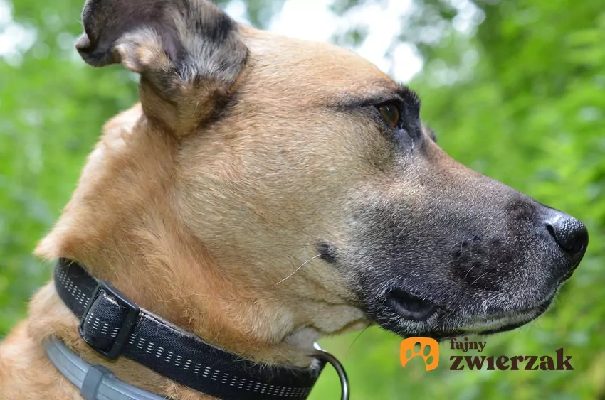 Pies w typie doga patrzy w prawo