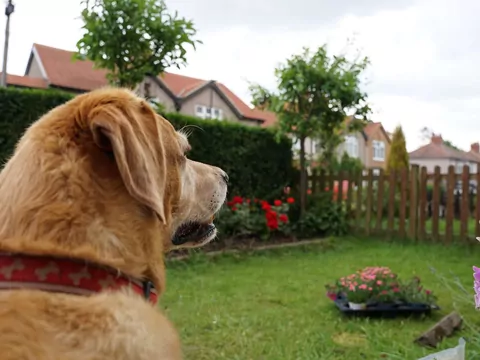 Dlaczego pies odwraca głowę, gdy go wołasz?