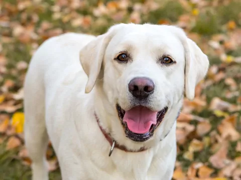 Labrador biszkoptowy: wymagania i tresura