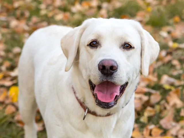 Labrador biszkoptowy: wymagania i tresura