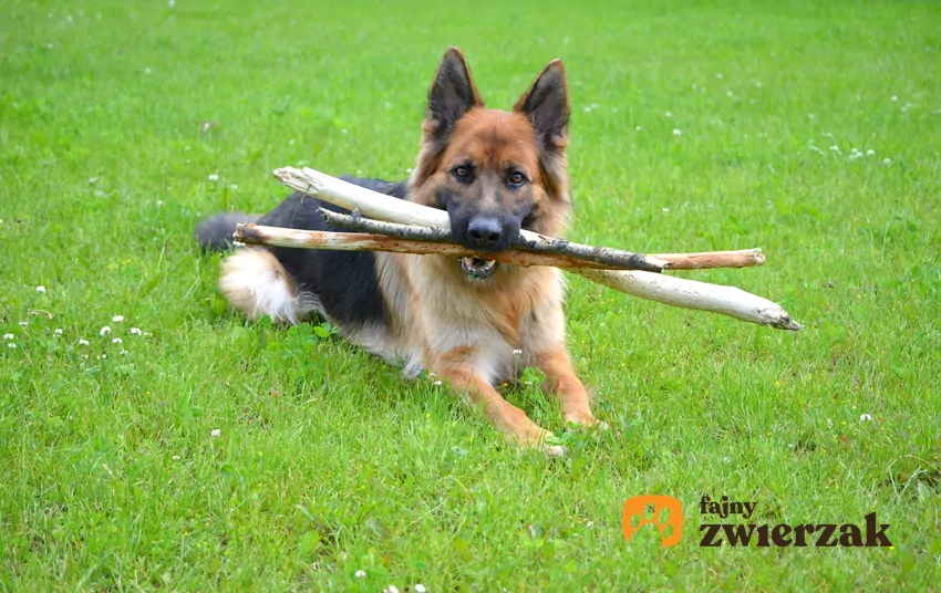 Pies rasy owczarek niemiecki krótkowłosy i wszystko, co warto wiedzieć Owczarek niemiecki krótkowłosy leżący na trawie z patykami w pysku oraz jego charakter