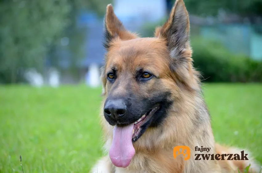 Owczarek niemiecki krótkowłosy, czyli owczarki krótkowłose i ich charaker Owczarek niemiecki krótkowłosy z językiem na wierzchu oraz jego opis