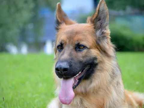 Owczarek niemiecki krótkowłosy: opis i zdrowie