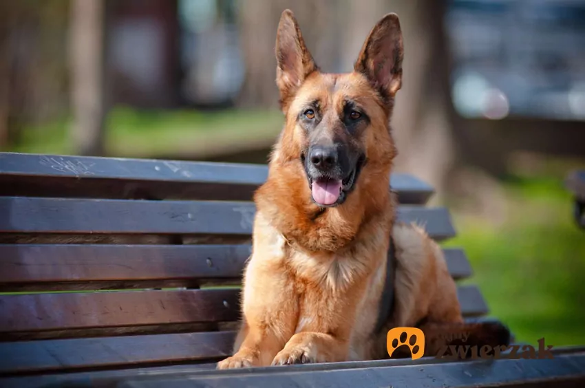 Owczarek niemiecki krótkowłosy Owczarek niemiecki krótkowłosy