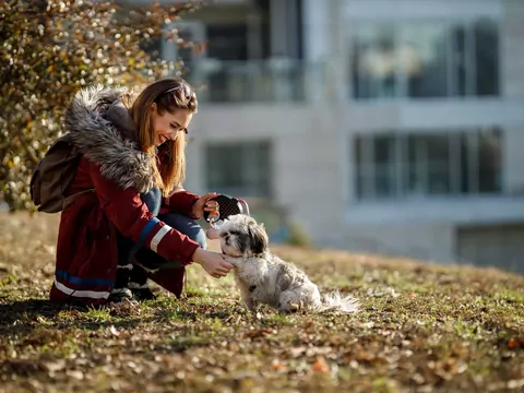 Jak nauczyć psa komendy "podaj łapę"?