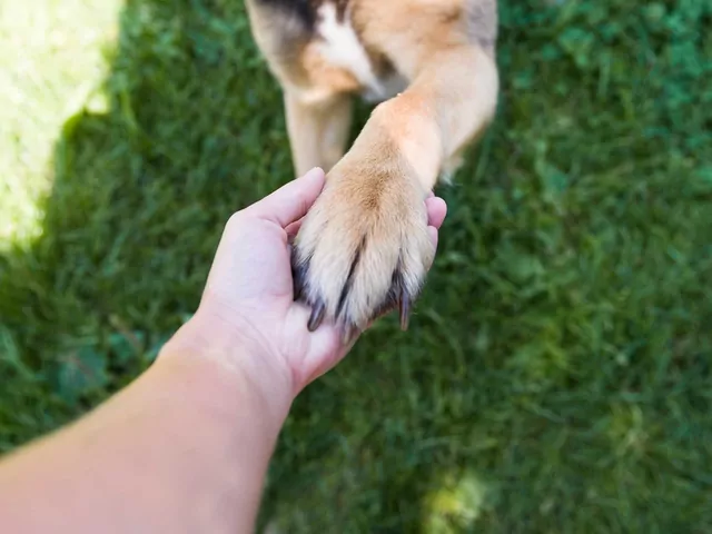 Jak nauczyć psa komendy "podaj łapę"?