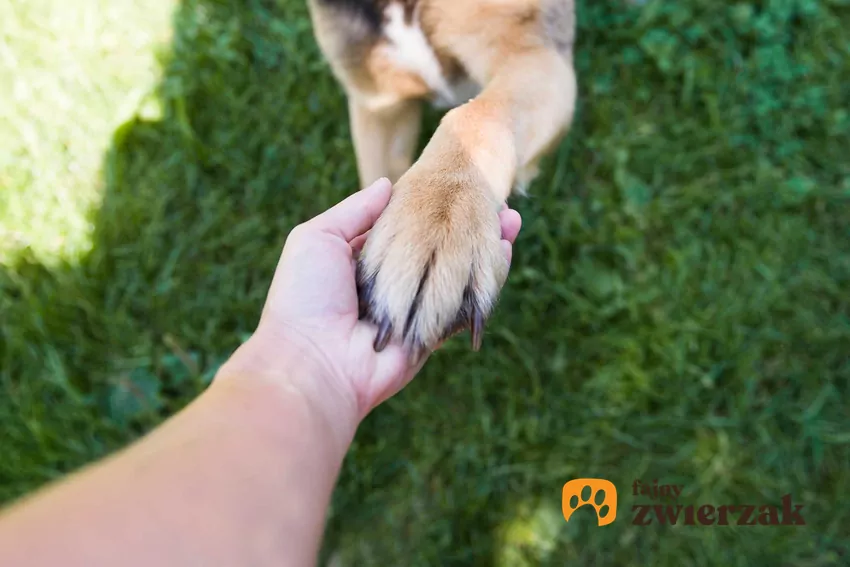 Nie powtarzaj komendy zbyt często; wypowiadaj ją tylko raz, aby pies nauczył się reagować na pierwsze polecenie Łapka psa