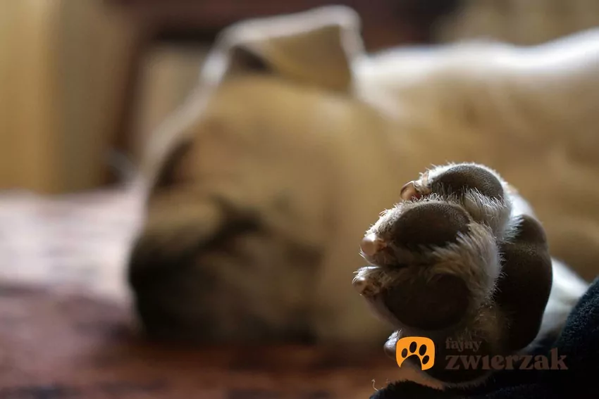 Zawsze miej w domu apteczkę dla zwierząt z podstawowymi środkami opatrunkowymi i numerem do weterynarza Nieprzytomny pies