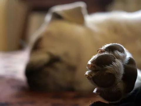 Pierwsza pomoc dla psa i kota