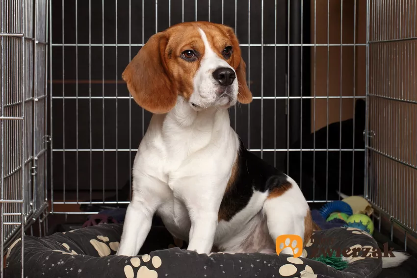 Pies w klatce