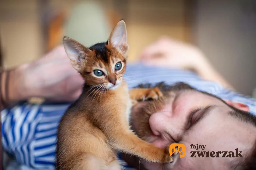 Jeśli kot budzi Cię o wschodzie słońca, to znak, że może brakować mu odpowiedniej stymulacji w ciągu dnia Kot klepie człowieka po twarzy