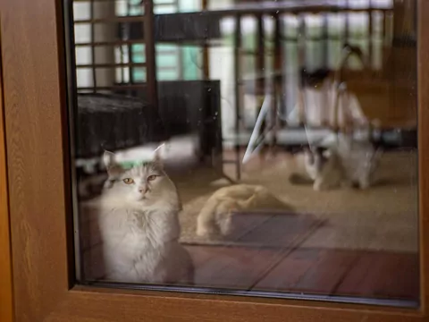 Dlaczego kot miauczy przy drzwiach balkonowych?