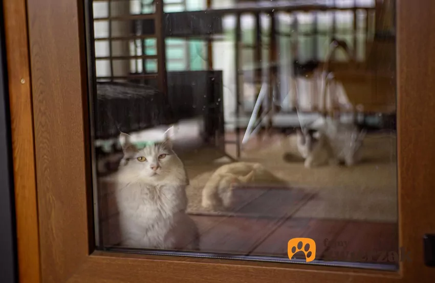 Kot stoi przy przeszklonych drzwiach