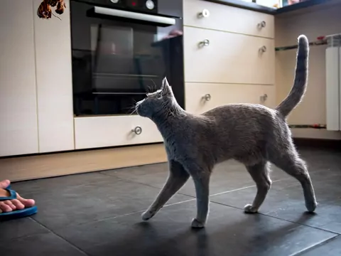 Dlaczego kot śledzi cię po mieszkaniu?