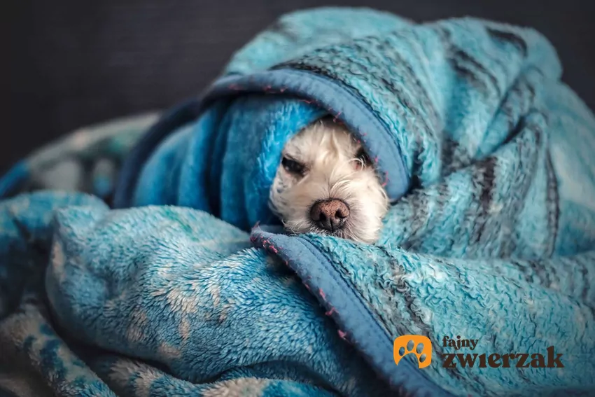 Psie spanie z otwartymi lub półotwartymi oczami świadczy o czuwaniu Pies śpi zawinięty w koc