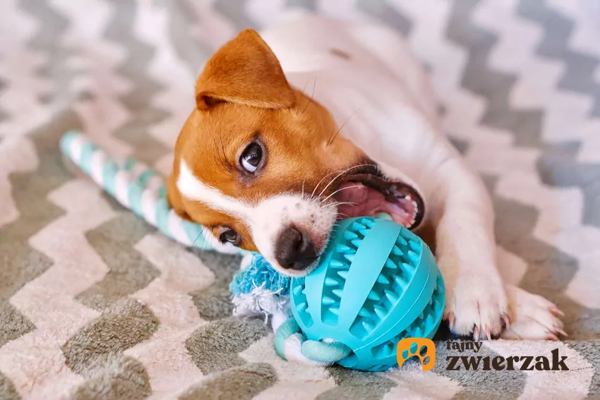 Psi instynkt ukrywania rzeczy jest naturalnym zjawiskiem Mały biało-czarny piesek bawi się szarpakiem