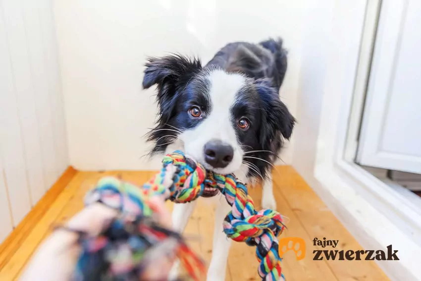 JRT bawi się zabawką na dywanie