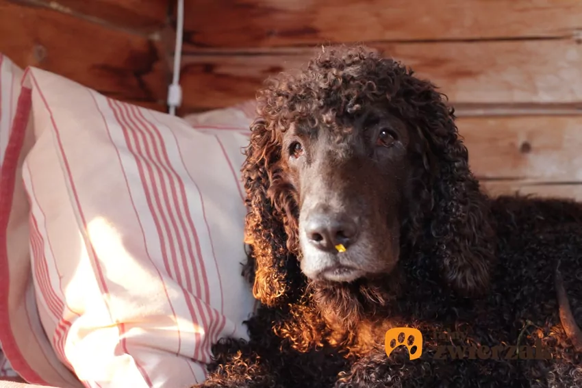 Irlandzki spaniel dowodny Irlandzki spaniel dowodny leżący na łóżku, a także jego hodowla, charakter i cena