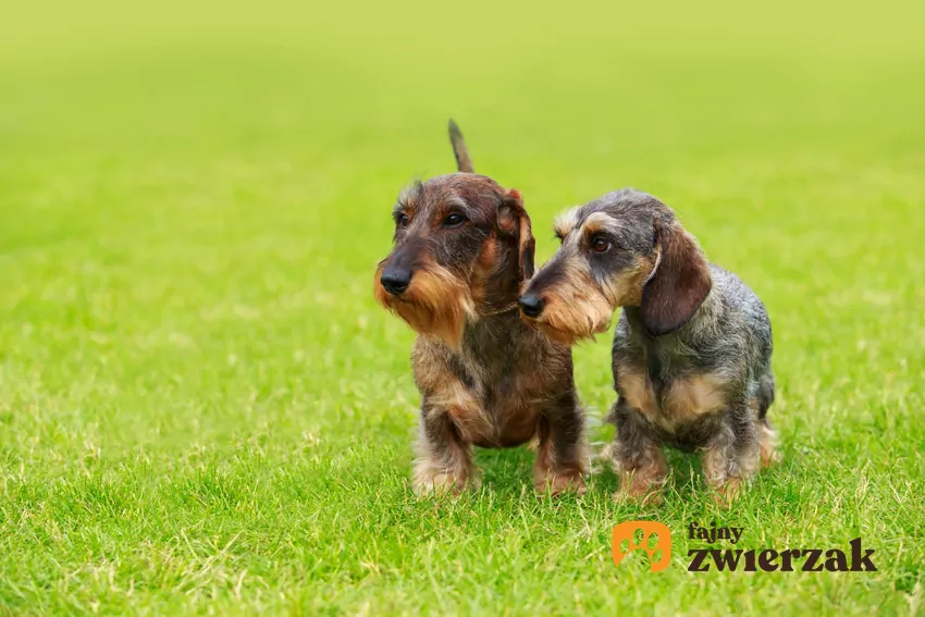 Jamnik szorstkowłosy Dwa małe psy rasy jamnik szorstkowłosy króliczy i ich opis