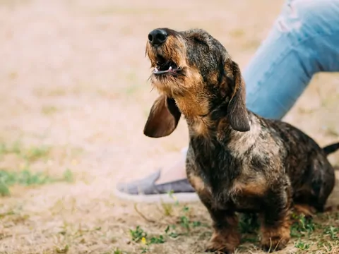 Jamnik szorstkowłosy króliczy - opis i choroby