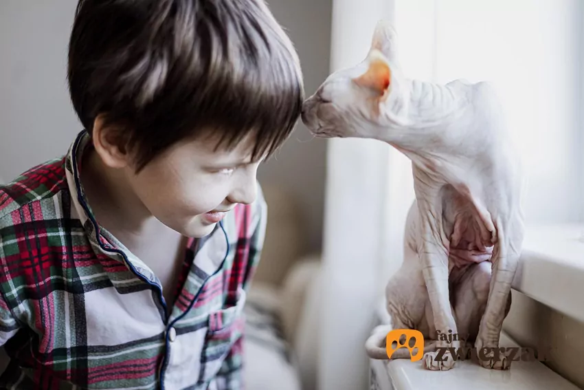 Koci zmysł węchu jest niezwykle czuły, 14-krotnie lepszy niż u człowieka Kot wącha chłopca