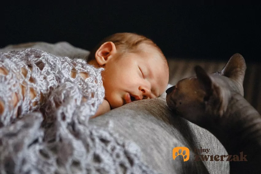 Niektóre koty wąchają twarz opiekuna, by sprawdzić, czy pachnie tak samo, jak zwykle Kot wącha dziecko