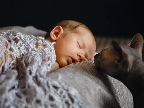 Dlaczego kot wącha twarz?