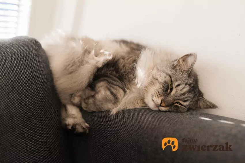 Kot na kanapie