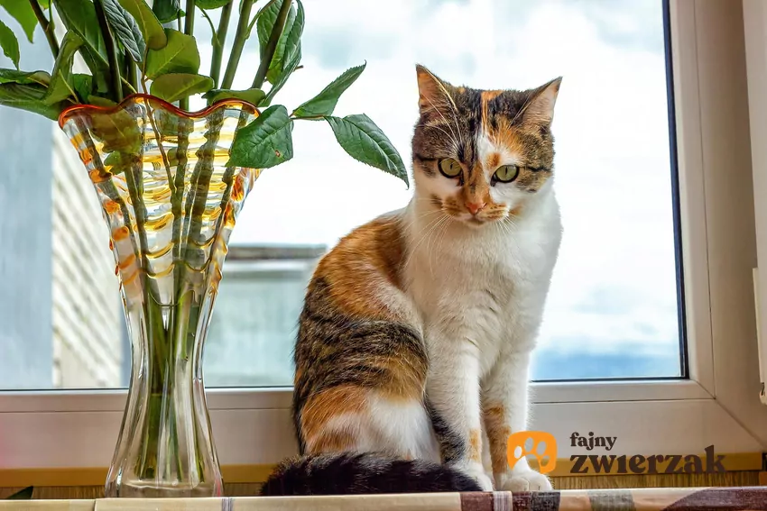 Kot siedzi na parapecie