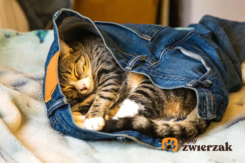 Jeśli kot obsesyjnie szuka naszych ubrań, może to być sygnał na przykład lęku separacyjnego Kot śpi w dżinsach
