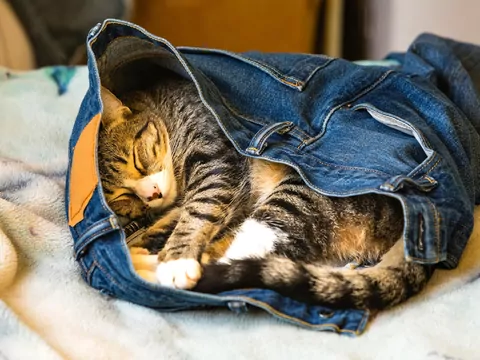 Dlaczego kot chodzi po moich rzeczach?