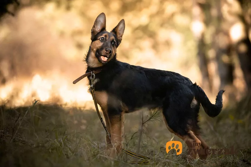 Szczeniak owczarka niemieckiego z podkulonym ogonem