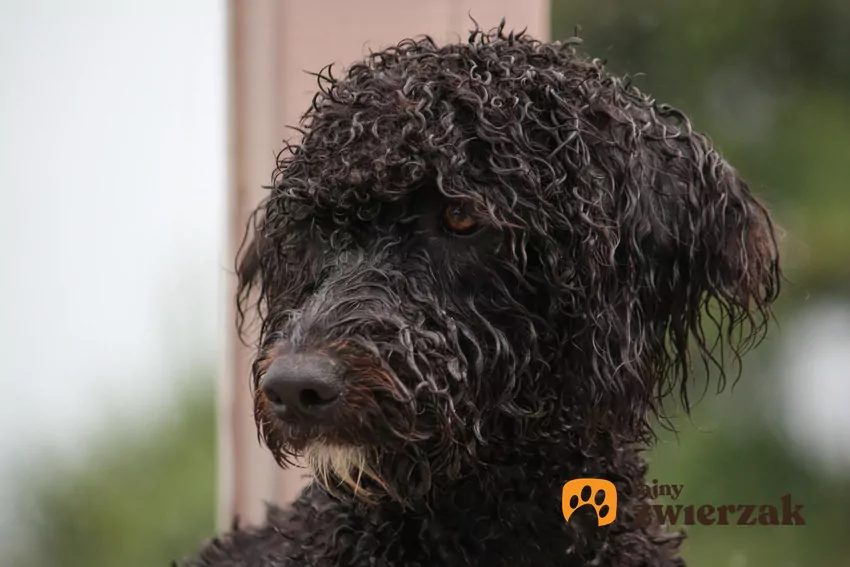 Portugalski pies dowodny Portugalski pies dowodny na zielonym tle, a także jego hodowla oraz cena za szczeniaki