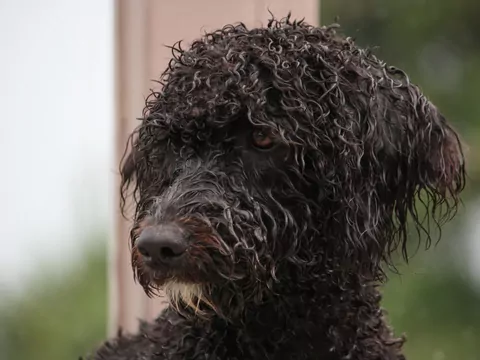 Portugalski pies dowodny: opis i wychowanie