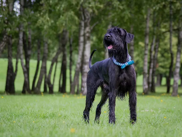 Sznaucer olbrzym – charakter i wychowanie