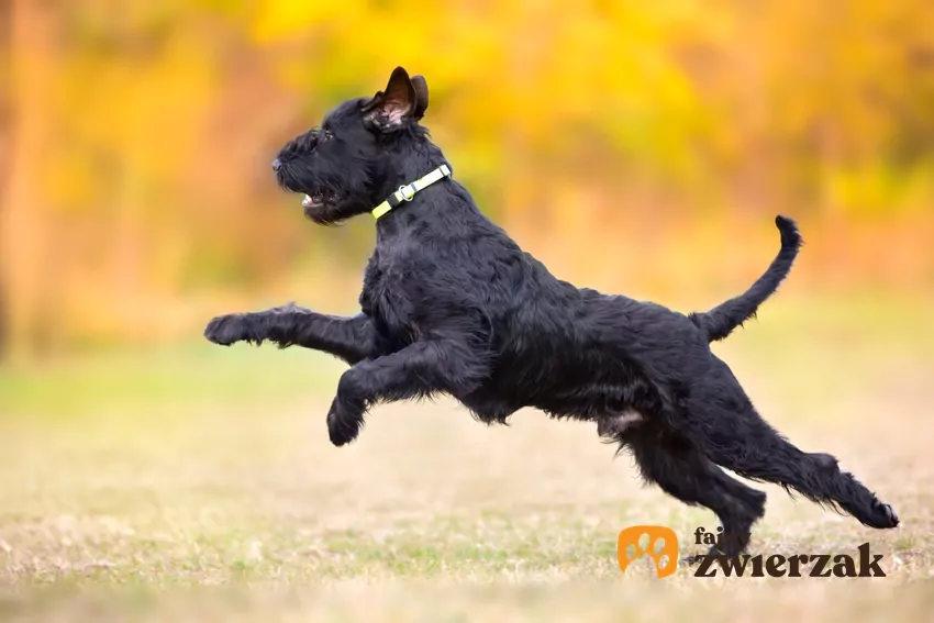 Sznaucer olbrzymi, czyli duży, pies rasy brodacz monachijski i jego opis Pies rasy sznaucer olbrzymi biegający po dworze, a także opis rasy