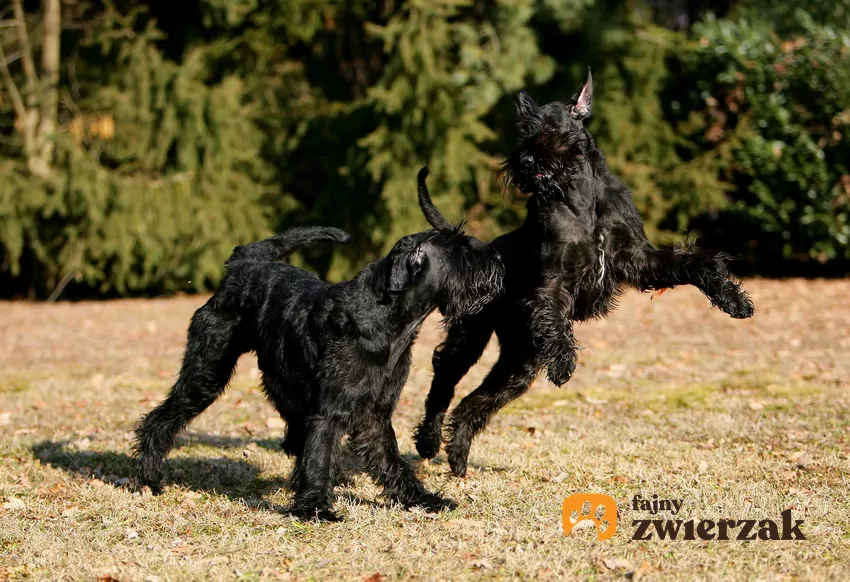 Psy rasy sznaucer olbrzymi czy też brodacz monachijski oraz ich opis Dwa psy rasy brodacz monachijski bawiące się na dworze, a także charakter i opis rasy