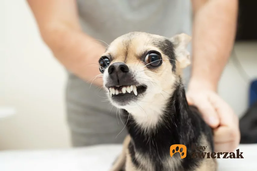 Warczenie oznacza tyle, co: "Proszę, odejdź" Warcząca chihuahua