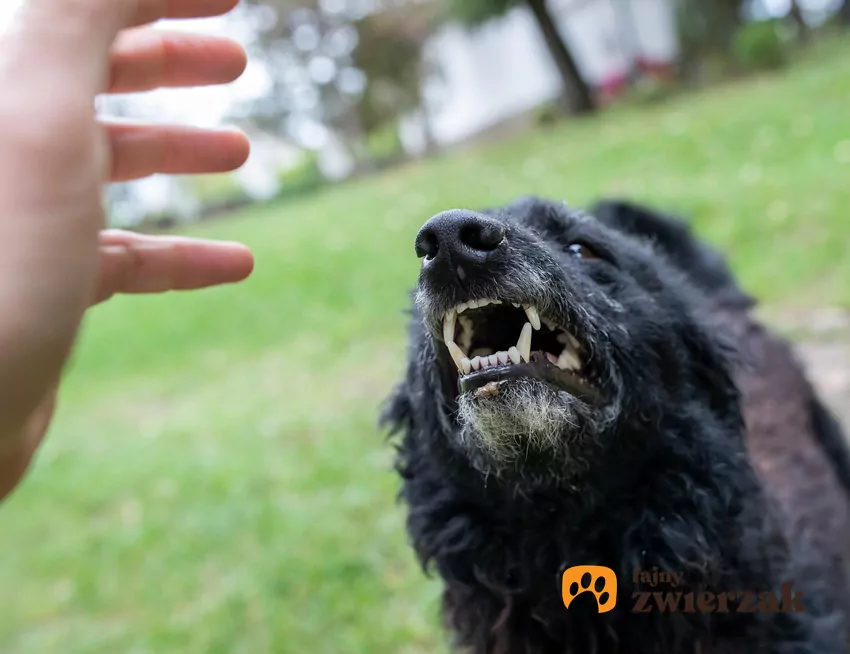 Wielu ludzi popełnia błąd, próbując oduczyć psa komunikowania się warczeniem Pies warczy na rękę