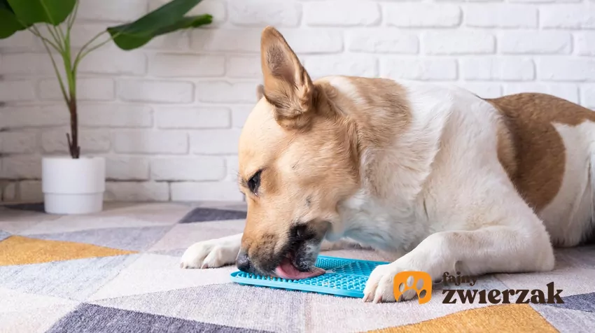 Pies liże matę do lizania